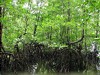 Mangroven schützen das Klima