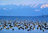 Biologische Vielfalt im Wasser bedroht – Transnationale Feuchtgebiets-Tagung am Bodensee