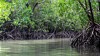 Multitalent Mangrove: GNF mit Projekten für Biodiversitäts- und Klimaschutz