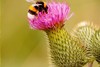 Insektenfördernde Regionen: Schutz von Insekten in die Fläche bringen