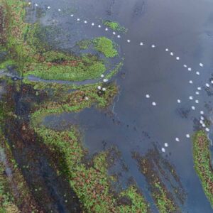 Threatened wilderness in the heart of Europe: the Szczecin Lagoon is “Threatened Lake of the Year 2024”