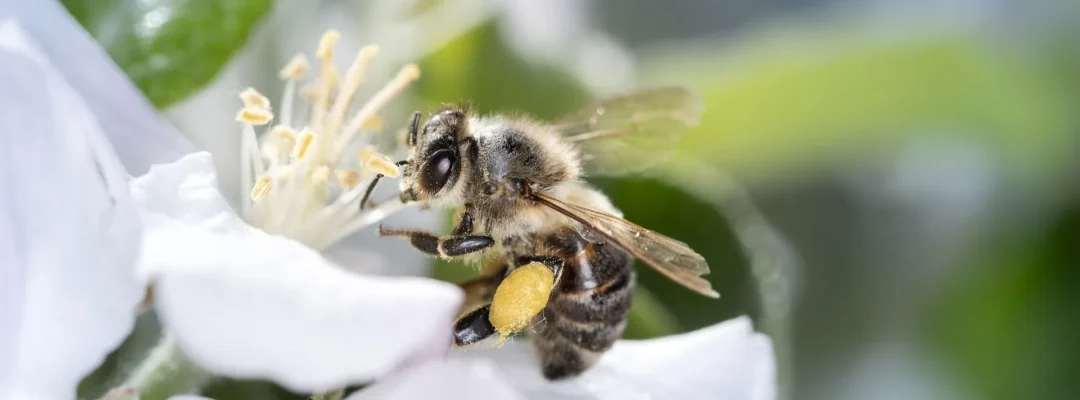 33 neue Wildbienenarten im Saarland im Rahmen des Projekts „LIFE Insektenfördernde Regionen“ entdeckt
