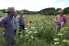 Flowering areas, but the right way! Expert discussion on insect-promoting regions meets with approval