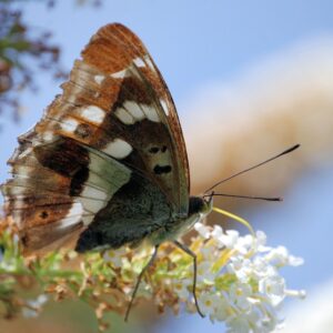 Mainstreaming Biodiversity into Corporate Strategies of Agribusinesses