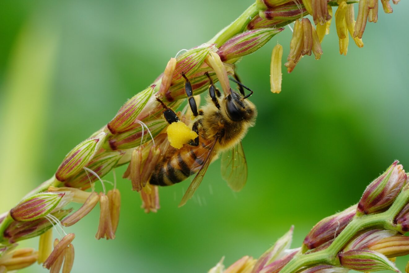 Fit for Biodiversity: Wesentlichkeit von Biodiversität