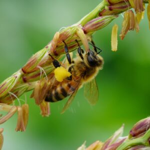 Fit for Biodiversity: Wesentlichkeit von Biodiversität