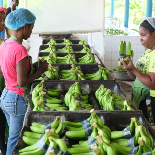 Biodiversity-friendly production of bananas and pineapples