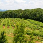 Promotion of organic farming in western Georgia