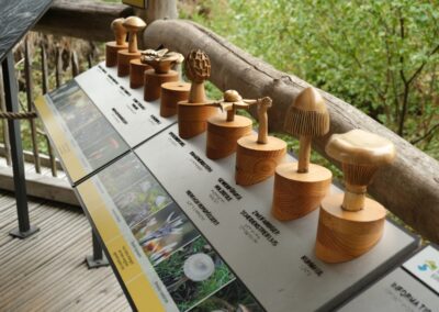 Barrierefreies Naturerleben in Umweltbildungseinrichtungen