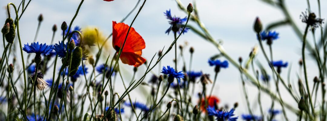 Europäische Konferenz – Insektenschutz & Biodiversität