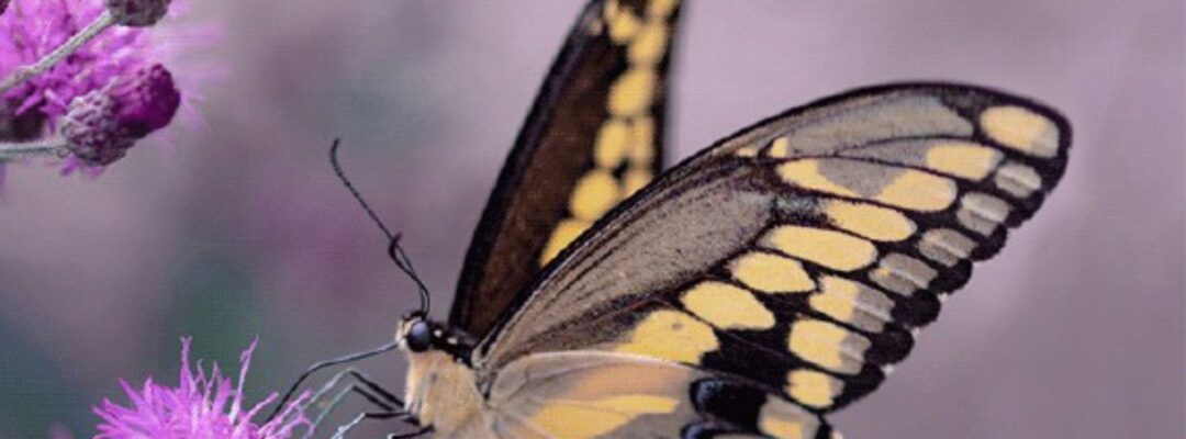 Leitfaden Insektenförderung auf Landschaftsebene