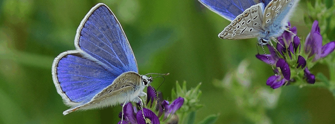 Gegen dramatischen Insektenrückgang:  Tagung betont die Notwendigkeit von Allianzen zwischen Landnutzern