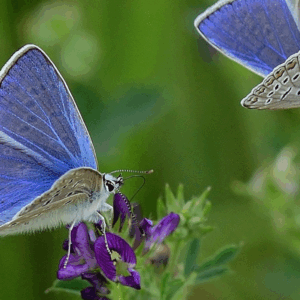 Gegen dramatischen Insektenrückgang: Tagung betont die Notwendigkeit von Allianzen zwischen Landnutzern