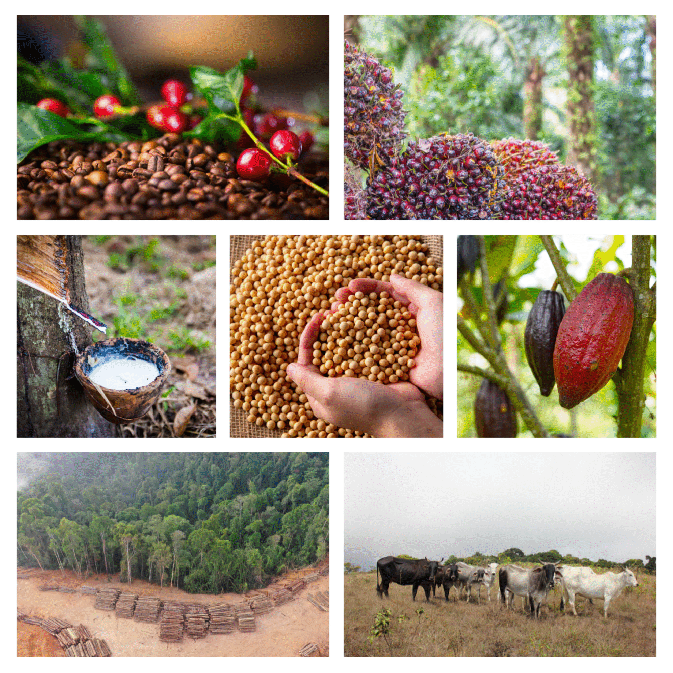 Unternehmensforum zu entwaldungsfreien Lieferketten