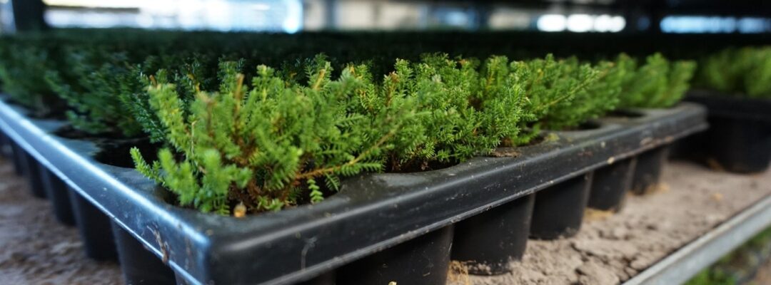 Biodiversity-Check: Biodiversitätsmanagement in der DIY-Branche