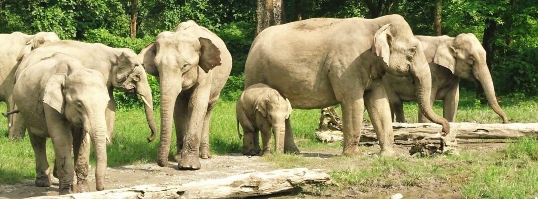 Protection for the last elephants