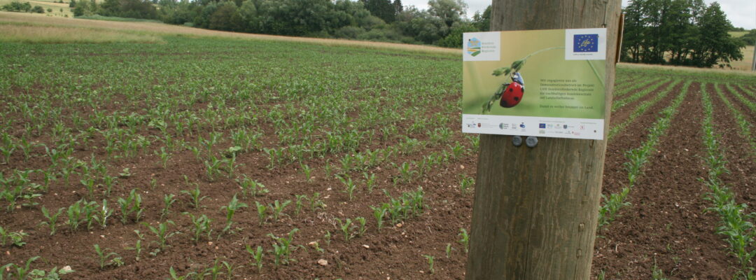 EU-Projekt „Insektenfördernde Regionen“ zieht Bilanz