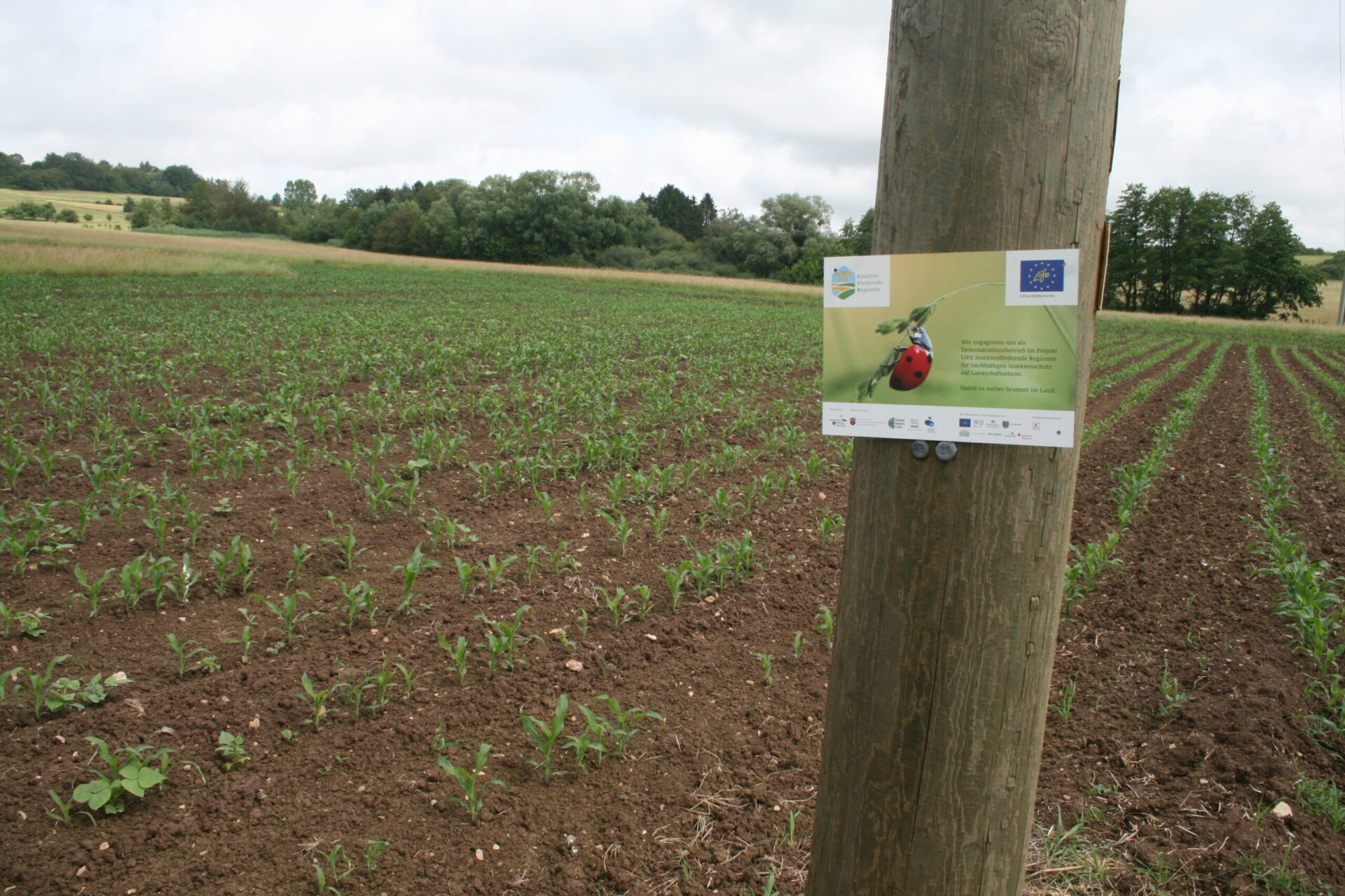 EU project “Insect-friendly regions” takes stock