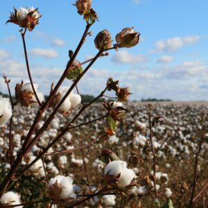 FWW Webseminar: Biodiversität  - Texilindustrie
