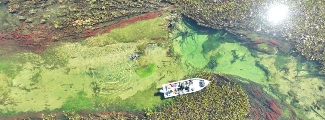 Combating Climate Change in the Pantanal