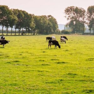 Fit for Biodiversity: Biodiversity and the Food Industry