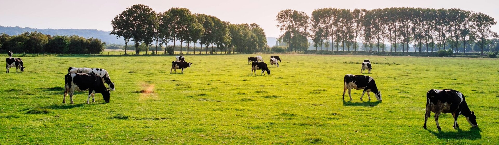 Dark cows graze on a wide green pasture, with a row of trees and a light blue sky in the background.