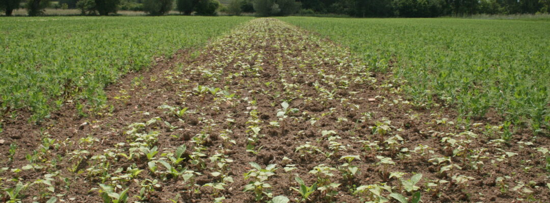 GNF ist Mitglied im Sustainable Agriculture Network (SAN)