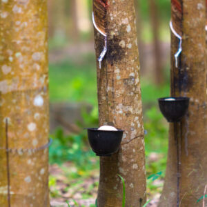 Nachhaltiger Naturkautschuk: GNF zeigt Wege zu mehr Zukunftsfähigkeit in Lieferketten