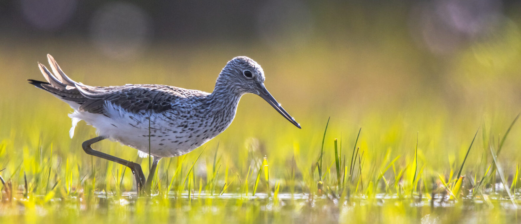 Touring exhibition opened in the Münster Rieselfelder Ramsar site