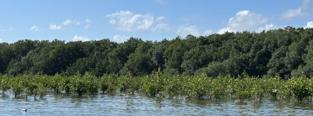 Joint mangrove project between GNF and the TUI Care Foundation
