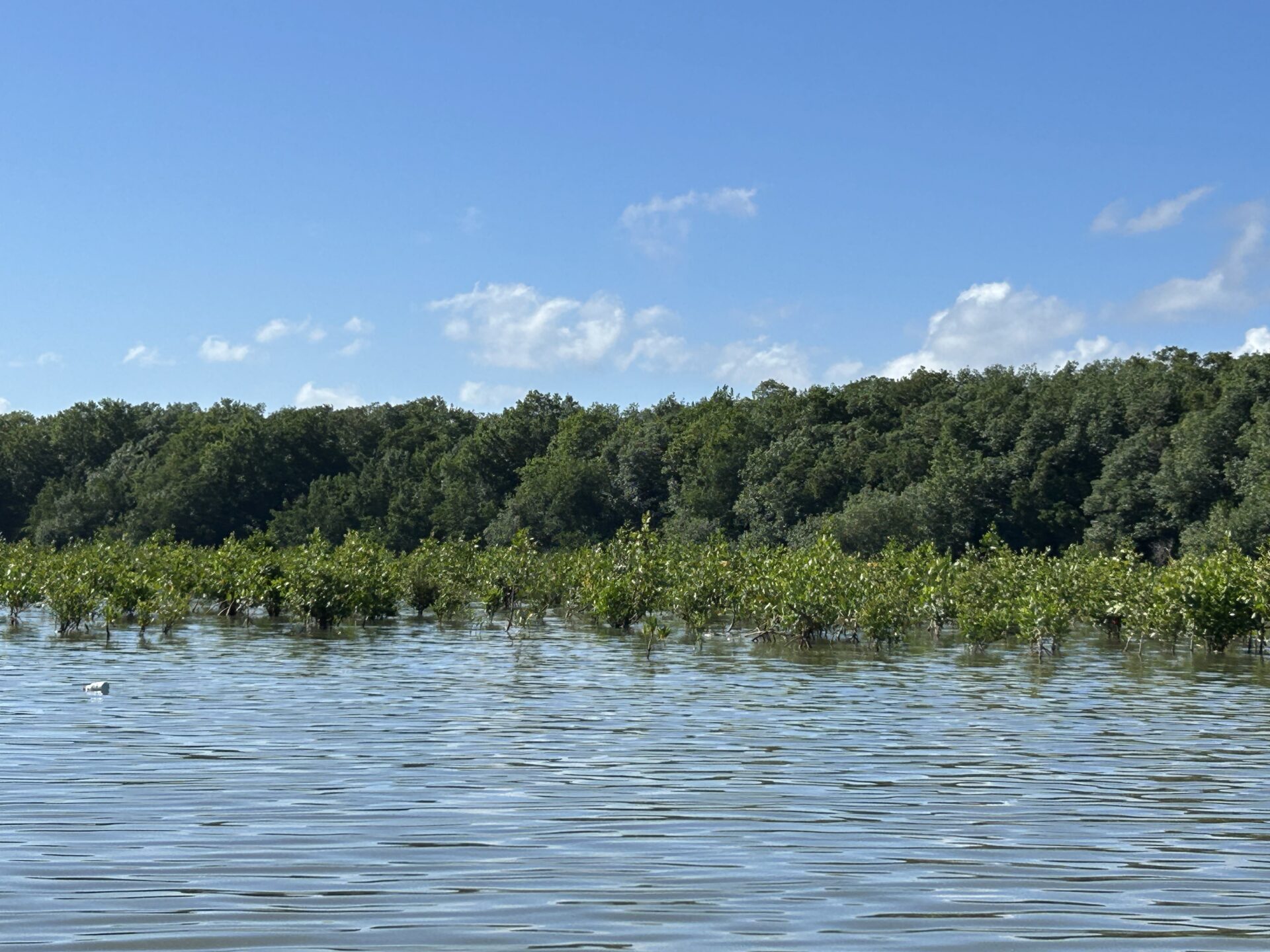 Joint mangrove project between GNF and the TUI Care Foundation