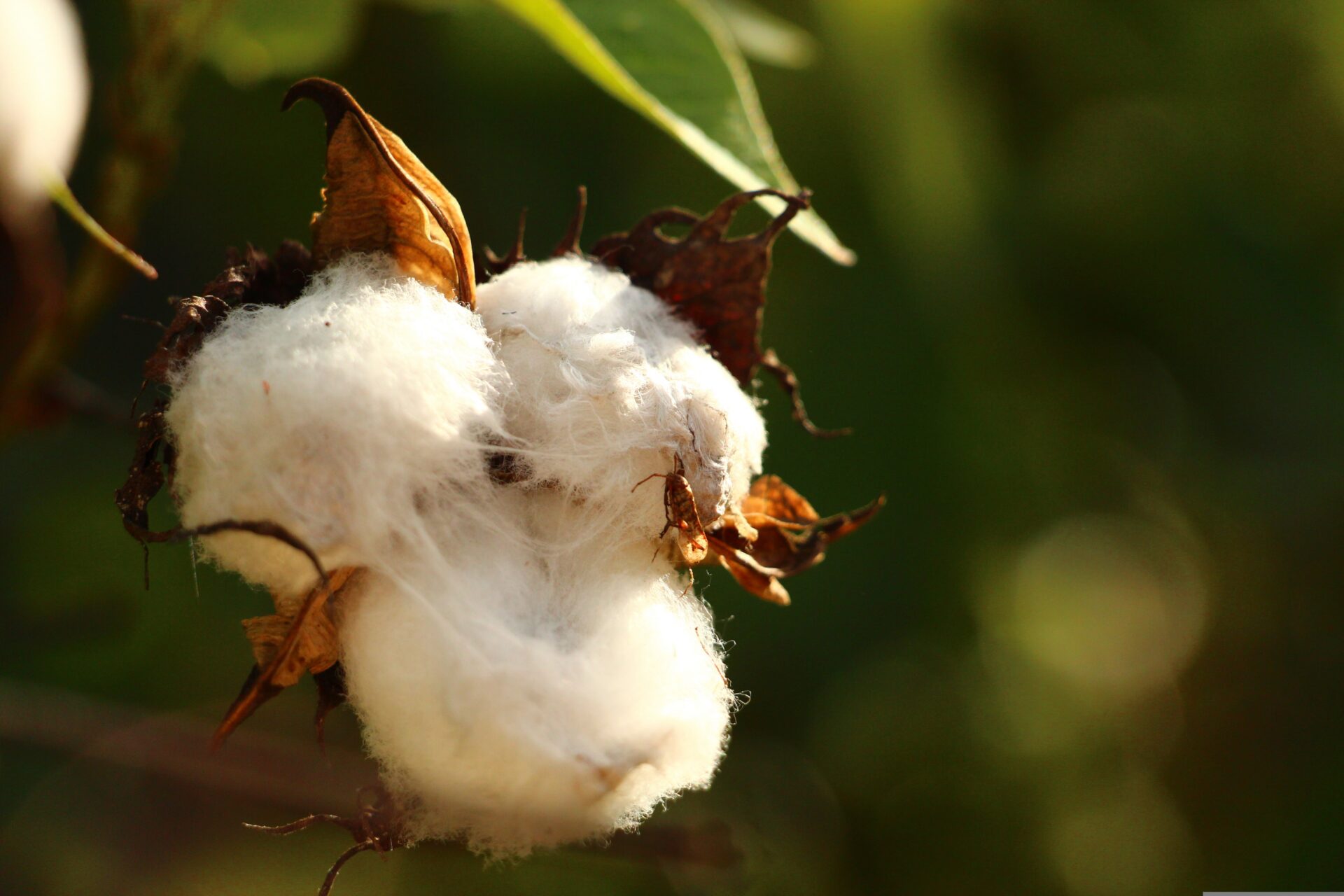 New guideline: Strengthening biodiversity in textile standards