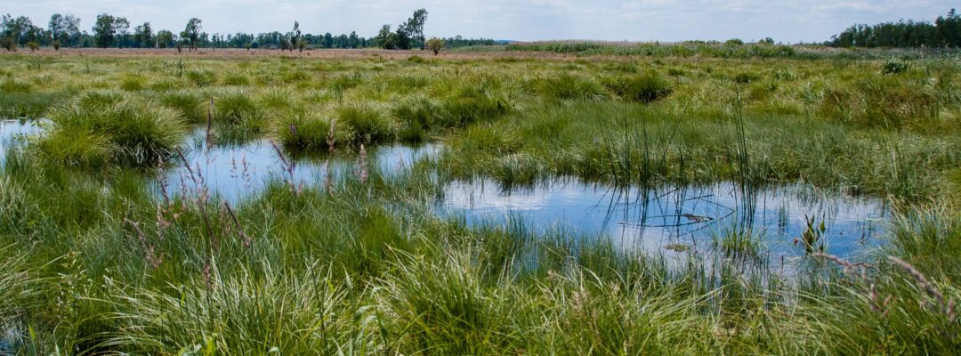 RAMSAR-Wanderausstellung zieht ins Schwäbische Donaumoos