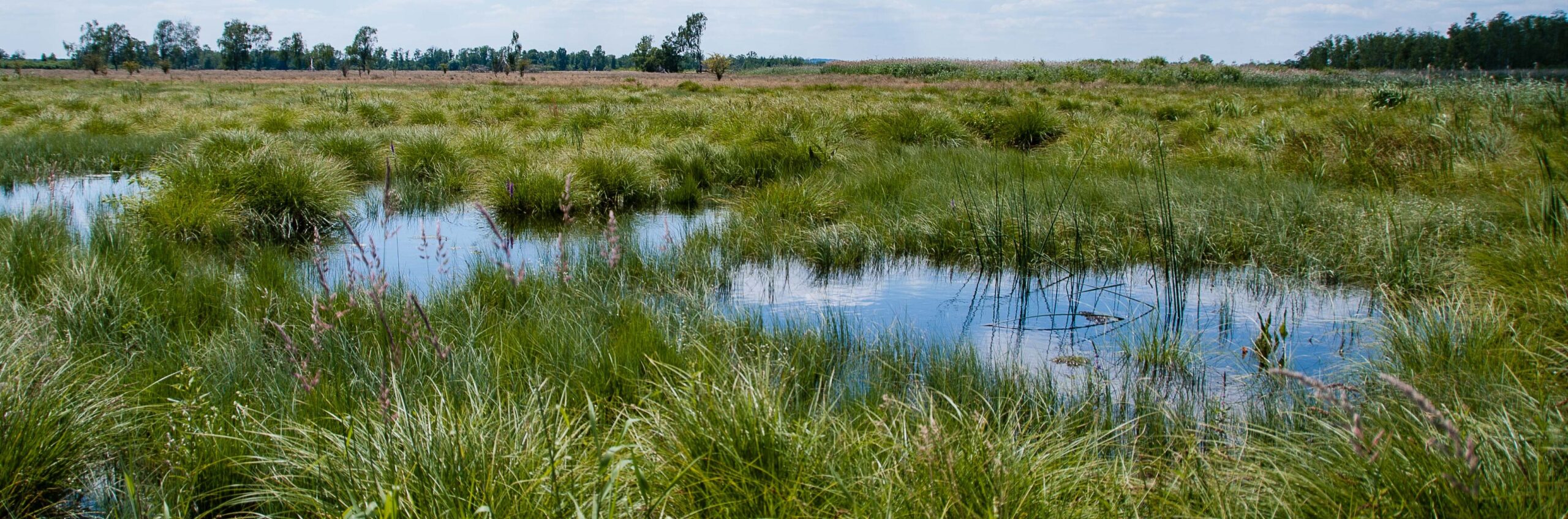 RAMSAR-Wanderausstellung zieht ins Schwäbische Donaumoos