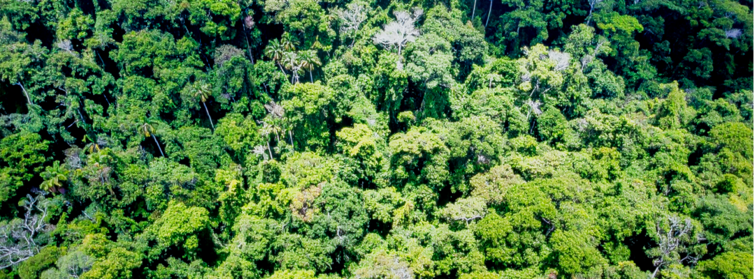 „Biodiversität in der Kreditvergabe“: Publikation zeigt Handlungsmöglichkeiten für Banken