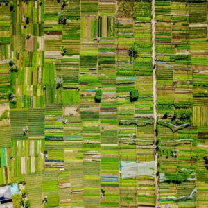 Webseminar: Biodiversitätsrisiken in Lebensmittel- und Textil-Lieferketten