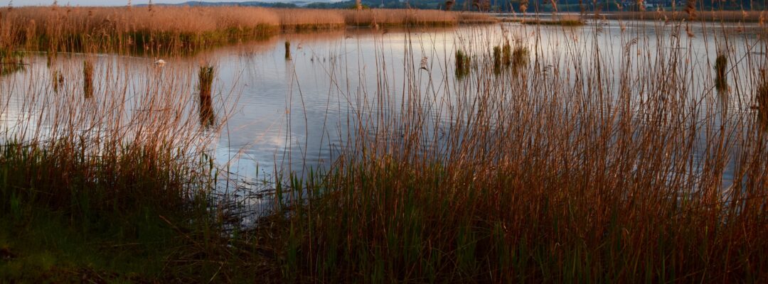Festkonferenz „50 Jahre Ramsar Konvention in Deutschland“