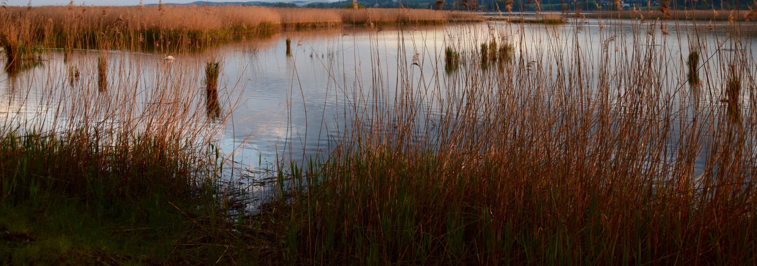 Conference: “50 Years of the Convention on Wetlands in Germany”