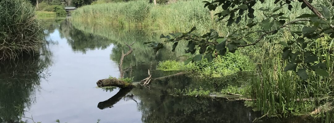 Auf zu den wilden Inseln der Donau: RAMSAR-Wanderausstellung im Lech-Donau-Winkel