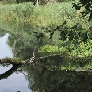 Auf zu den wilden Inseln der Donau: RAMSAR-Wanderausstellung im Lech-Donau-Winkel